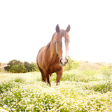 Entry image for Genevieve 