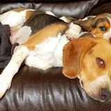 Entry image for Ripley & Contessa