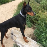 Entry image for Ruger