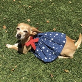 Entry image for Marigold