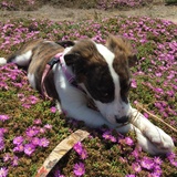 Entry image for Artemis