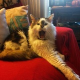 Entry image for Gussie 