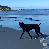 Entry image for Brody