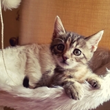 Entry image for Lola