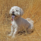 Entry image for Phoenix