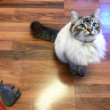 Entry image for Luna