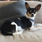 Entry image for Barkley