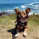 Entry image for Kona