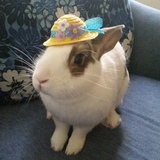 Entry image for Blossom