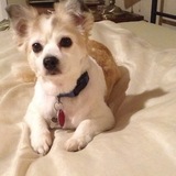 Entry image for Toffee