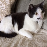 Entry image for Cedric