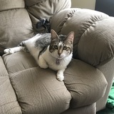 Entry image for Penelope