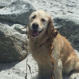 Entry image for BeaBea