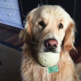 Entry image for Bailey Boo