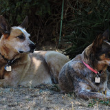 Entry image for Bo and Hannah