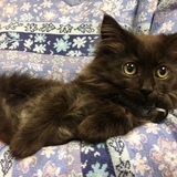 Entry image for Ninja