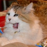 Entry image for Rocket