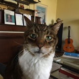 Entry image for Misha