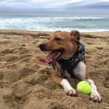 Entry image for Nova