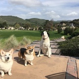 Entry image for Tupelo, Harry, Oliver