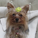 Entry image for Lola