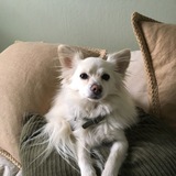 Entry image for Ninny