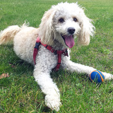 Entry image for Bajo