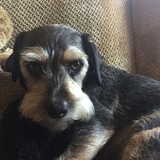 Entry image for Frankie