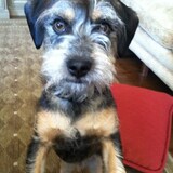 Entry image for Frankie