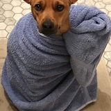 Entry image for Lark