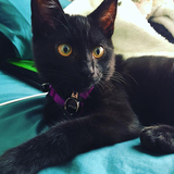 Entry image for Atticus