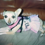 Entry image for MISCHA