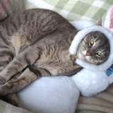 Entry image for Haseo