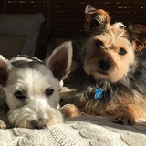 Entry image for Charlie & Lola