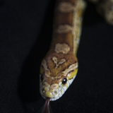 Entry image for Jakita