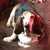 Entry image for Vinny