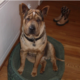 Entry image for Duke