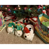 Entry image for Cottontail, Harvey, Pinky