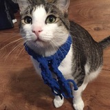 Entry image for Feathers