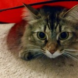 Entry image for Kasha