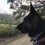 Entry image for Freddy