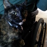 Entry image for Jaxon