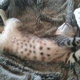 Entry image for Arlo - napping without a care with my feet in the air