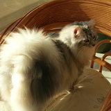 Entry image for Haylo - the Girlie with a big Curly