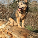 Entry image for Bayliss