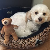 Entry image for Bowie