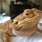 Entry image for Fred