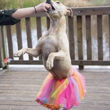 Entry image for Luna 