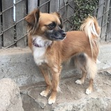 Entry image for Cinnie / Cinnamon