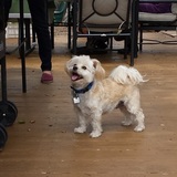 Entry image for Annie